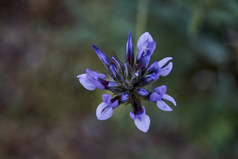 Flor de salvia silvestre de color azulado.