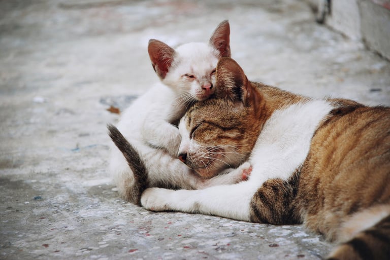 chat errant avec son chaton dans la rue