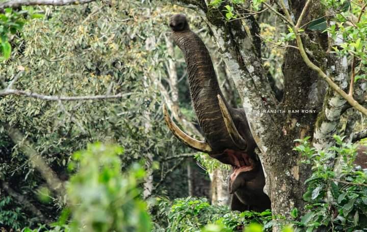 wildlife safari at nelliyampathy