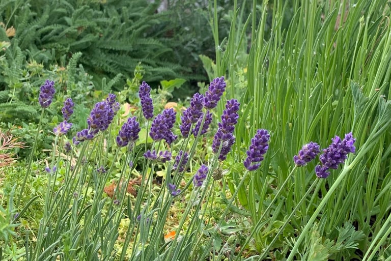 lavender plants in bloom 