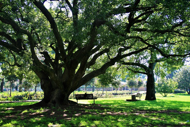 Oak tree in a sunny park, grass all around and bench in tree's shade