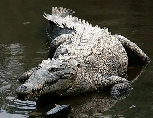 Crocodylus acutus
