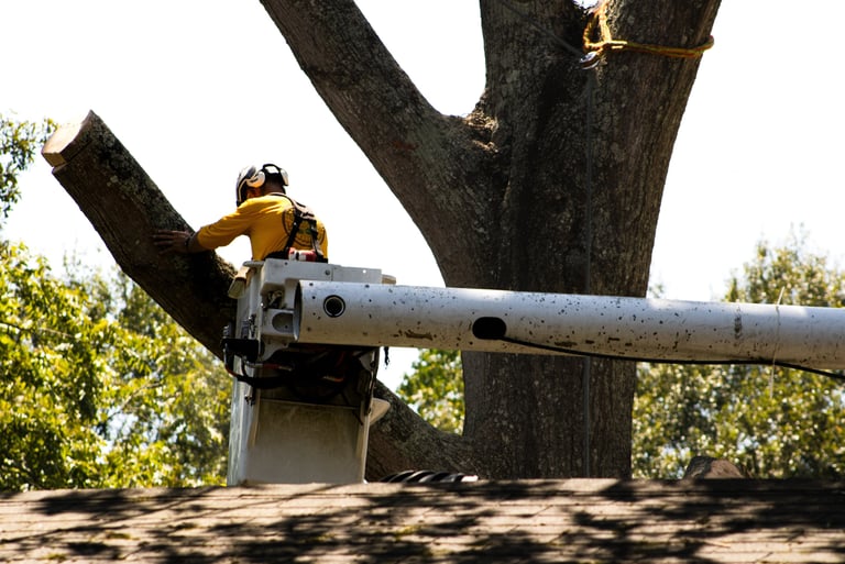 Professional Baton Rouge tree removal and trimming service – worker handling large tree branch.
