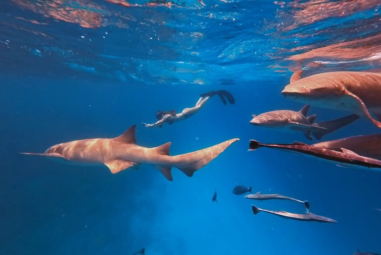 Nurse Shark Snorkelling in Maldives