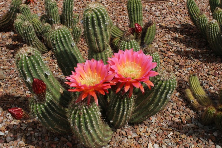 Assapora, gusta il giardino esotico con cactus all'aperto, unico, esclusivo, incantevole 