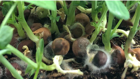 common sprout issues, moldy sprout seeds.