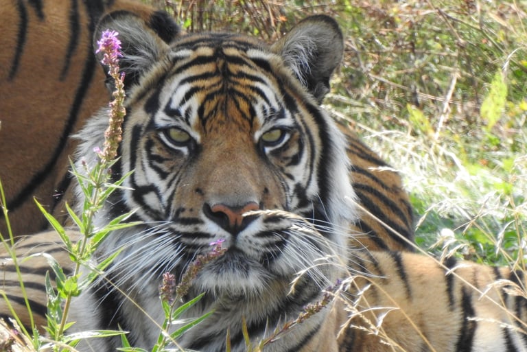 Un majestueux tigre de Sumatra se reposant dans les hautes herbes derrière des fleurs sauvages