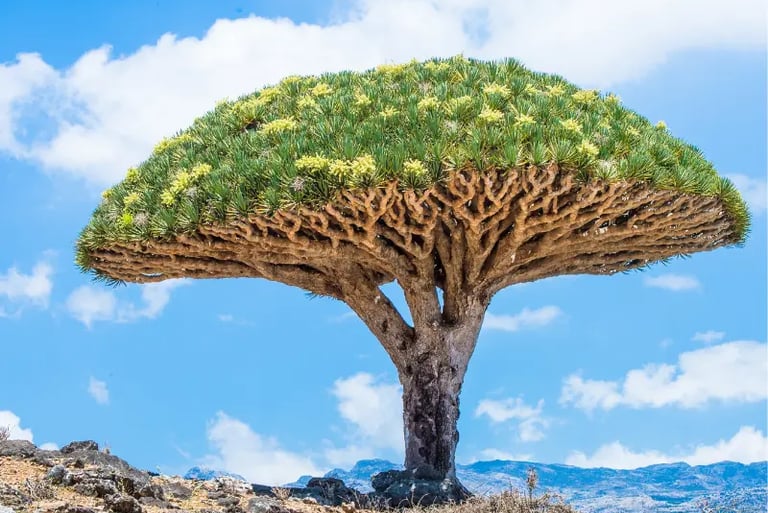 A flowering Dragon Blood Tree stands against a blue sky with white clouds in Socotra, Yemen.