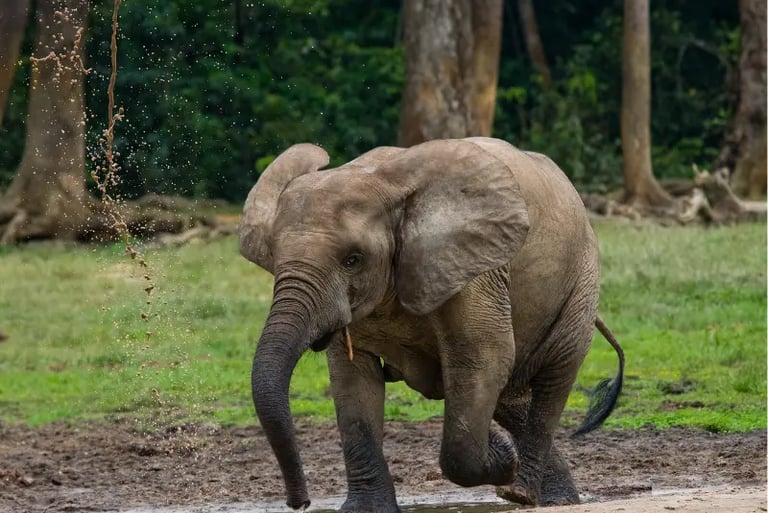Young African forest elephant spraying muddy water with its trunk in a grassy clearing.