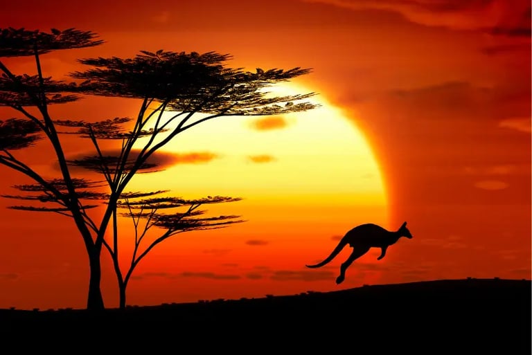 Silhouette of a kangaroo jumping across the Australian outback at sunset with acacia trees.