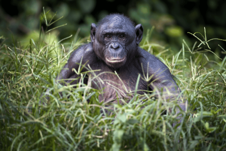 Chimpancé en la República Democrática del Congo