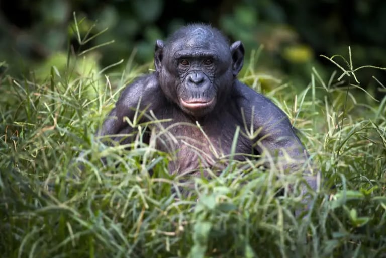 A close-up portrait of a bonobo monkey sitting in lush green grass within its natural tropical habitat.