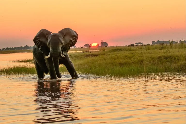 An African elephant wading through a river at sunset in a scenic wildlife safari landscape.