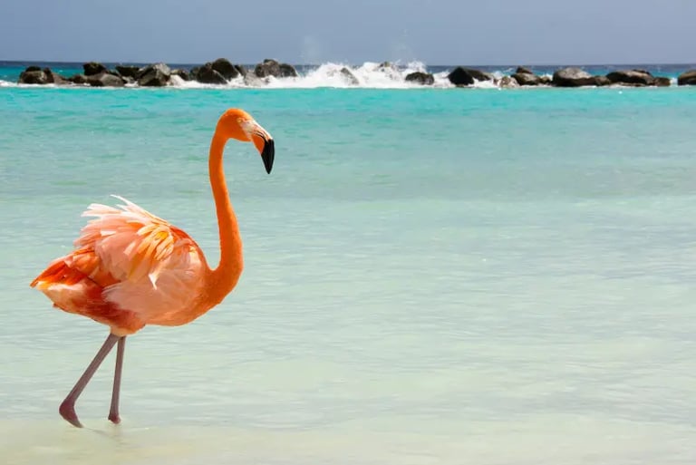 A bright pink Caribbean flamingo wading in crystal clear turquoise ocean water on a tropical beach.