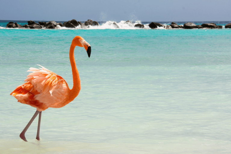 Flamenco en Aruba