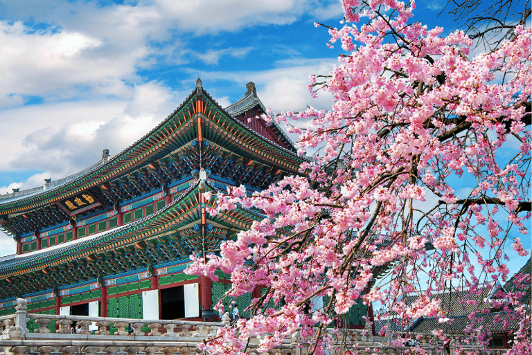 Flores de cerezo en Corea del Sur