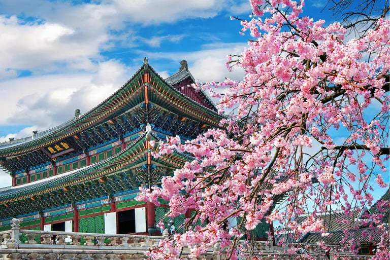 Pink cherry blossoms blooming in front of a traditional Korean palace architecture under a blue sky.