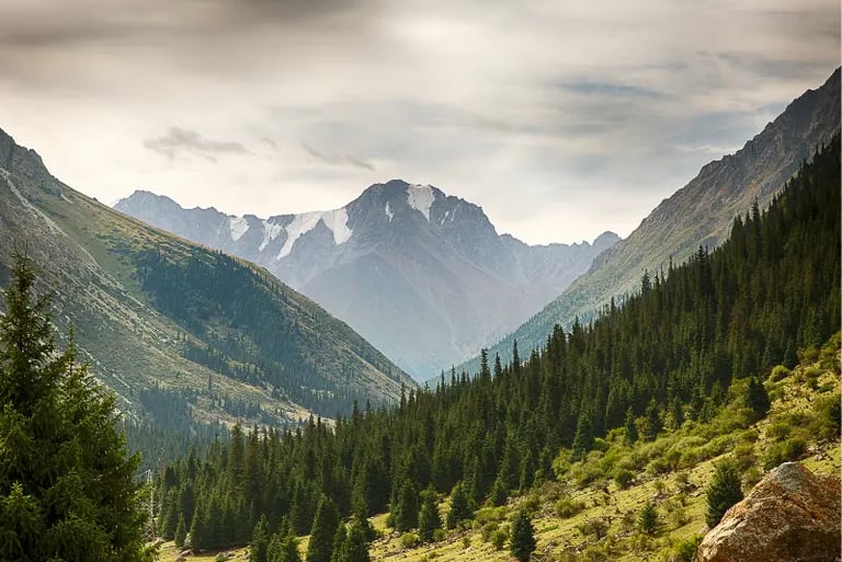 Scenic mountain valley with evergreen pine forests and snow-capped peaks under a cloudy sky.