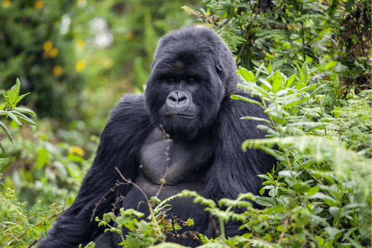 Gorila de montaña en Ruanda