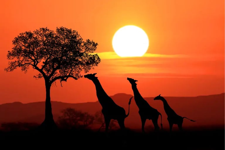 Silhouette of three giraffes walking across the African savanna during a vibrant orange sunset.