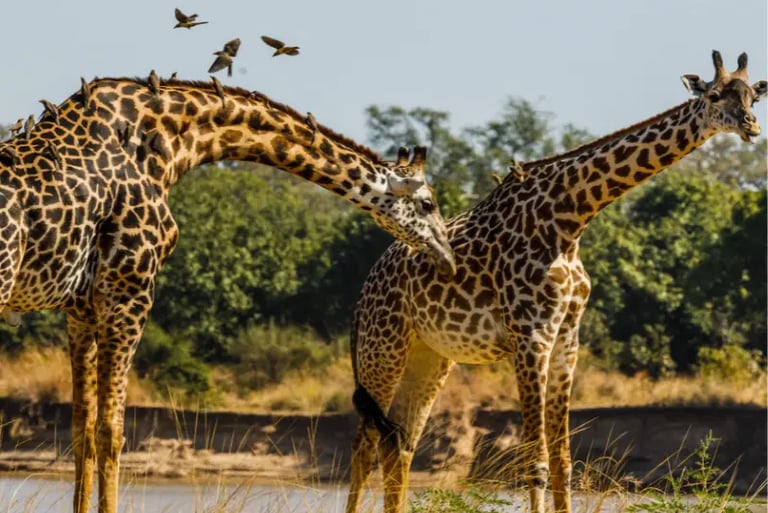 Two wild giraffes in the African savanna with oxpecker birds resting on their long necks.
