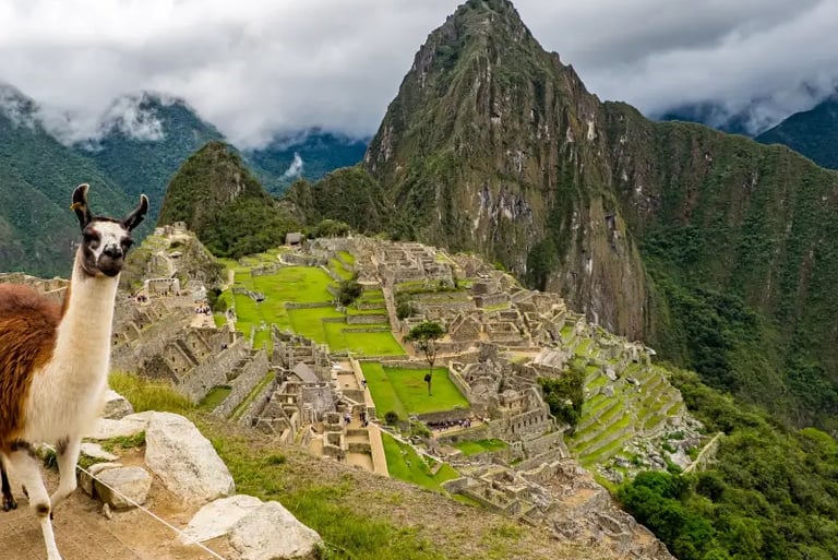 A llama overlooks the ancient Inca ruins of Machu Picchu in Peru under a cloudy sky.