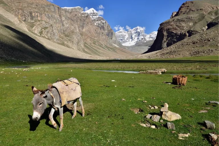 A gray donkey grazing in a green Himalayan valley with snow-capped mountain peaks in the background.