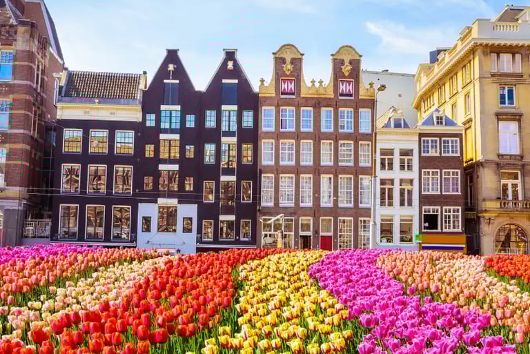 Rows of colorful Dutch tulips in bloom in front of traditional narrow gabled houses in Amsterdam.