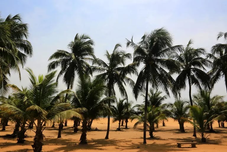 Tropical palm tree grove on a sandy beach under a clear blue sky during a sunny day.