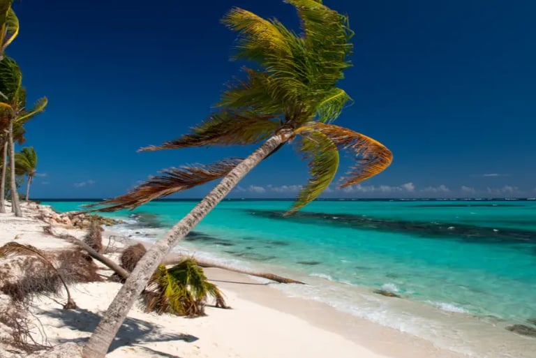 Tropical beach with leaning palm trees, white sand, and turquoise Caribbean ocean water under a clear blue sky.
