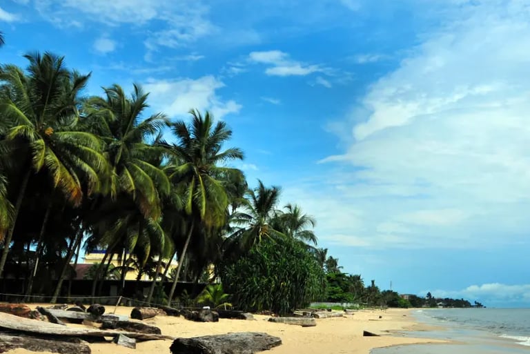 Tropical sandy beach lined with lush green palm trees and driftwood under a blue sky.