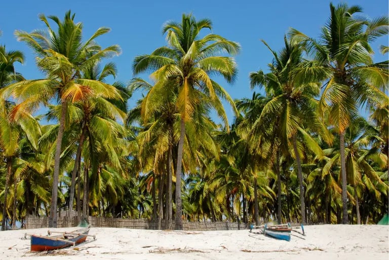 Tropical white sand beach with tall green palm trees and traditional fishing boats on the shore.