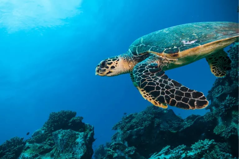 A hawksbill sea turtle swimming over a vibrant coral reef in clear blue tropical ocean water.