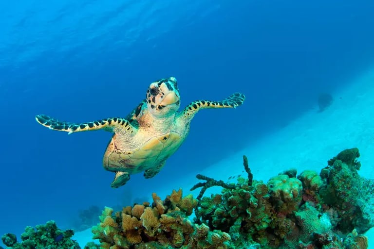 A hawksbill sea turtle swimming over a vibrant coral reef in clear blue tropical ocean water.