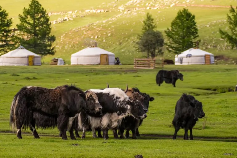 A herd of yaks grazes in a lush Mongolian valley near traditional white felt yurts.