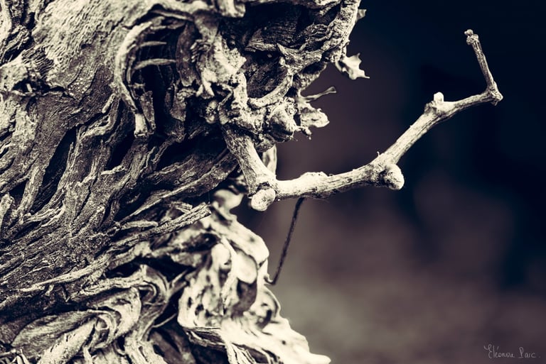 Cep de vigne centenaire, paréidolie suggérant un vieillard, photographie d'art