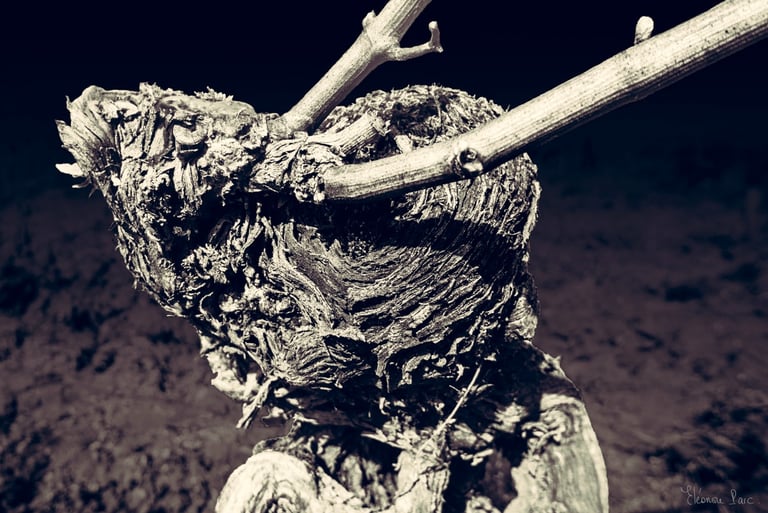 Gros plan de vigne centenaire, texture du bois formant des arabesques organiques.