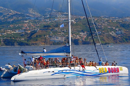 Dolphins by Sea Born catamaran near Hotel Orca Praia, Funchal, Madeira.