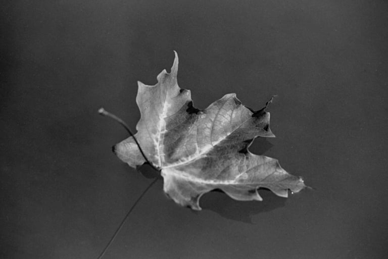 b&w of maple leaf on still water