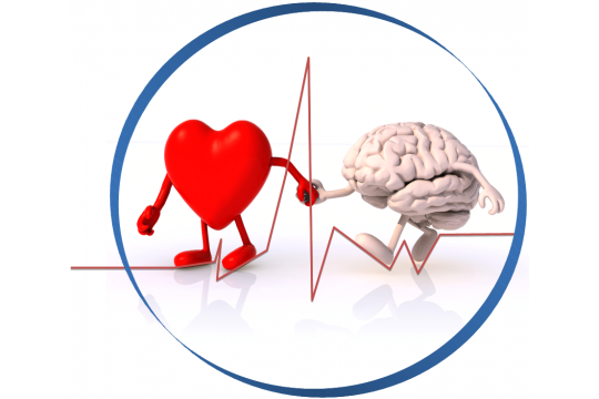 hartcoherentie relaxatie streesverlagend werk doordat hart informatie stuurt naar het brein