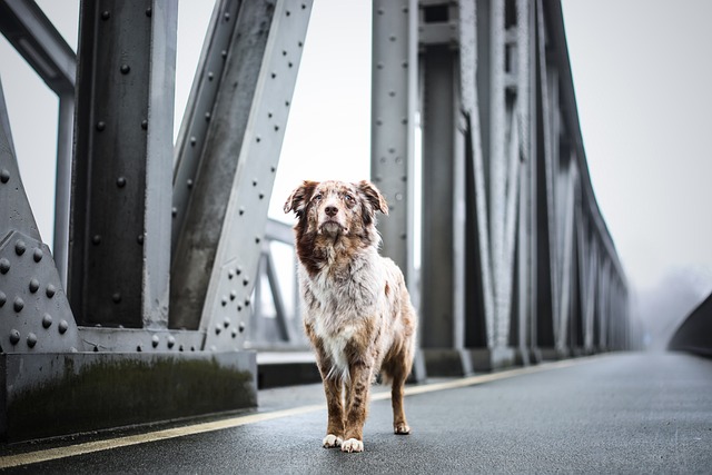 Pet dog cat training treat stay behaviour