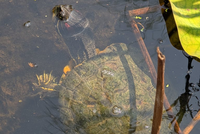 A red-eared slider turtle swimming in a murky freshwater pond with lily pads.