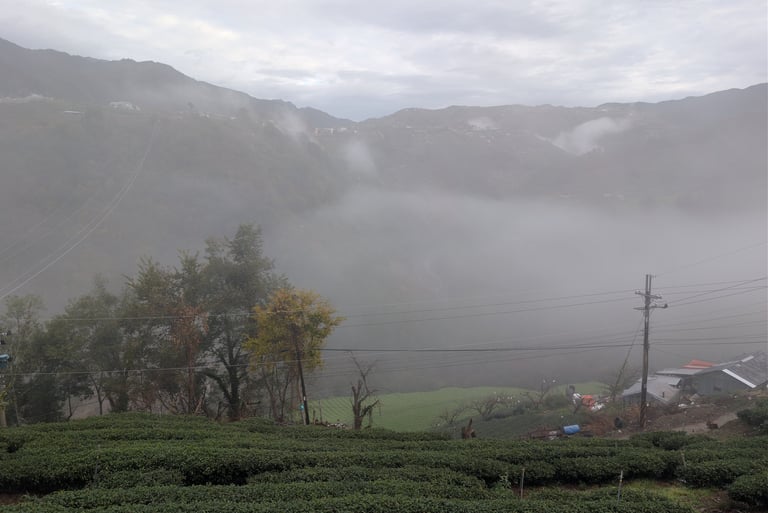 Tea fields on a foggy day near Huanshan Village, Taiwan