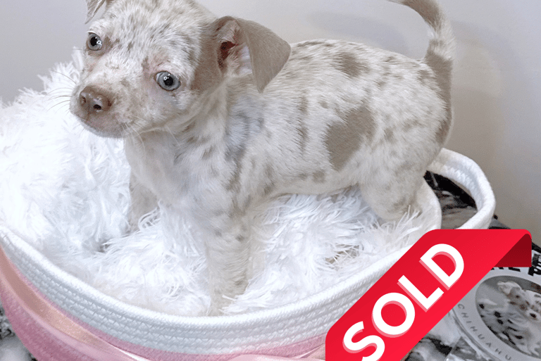 Lilac Merle chihuahua puppy for sale