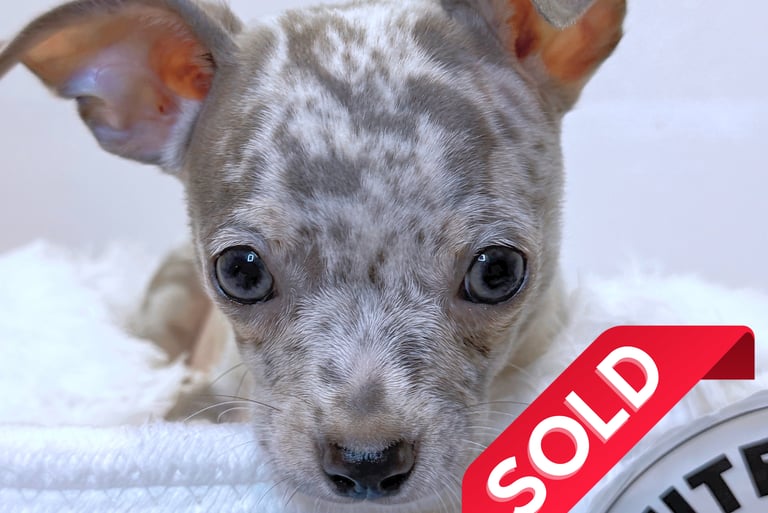 Blue Merle chihuahua puppy for sale - Petite Pups LLC - PetitePups.com
