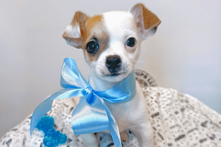 Teacup Chihuahua puppy for sale near me