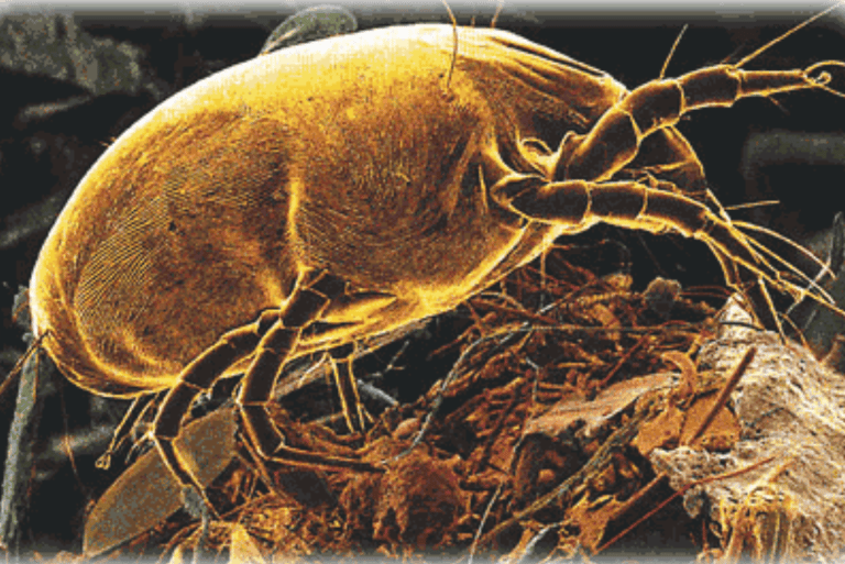 Dust Mite