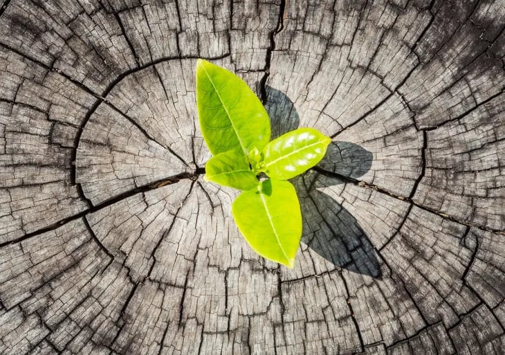 psychadelic therapy- renewal