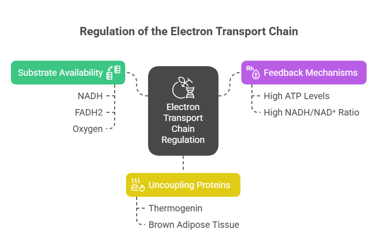 ETC regulation