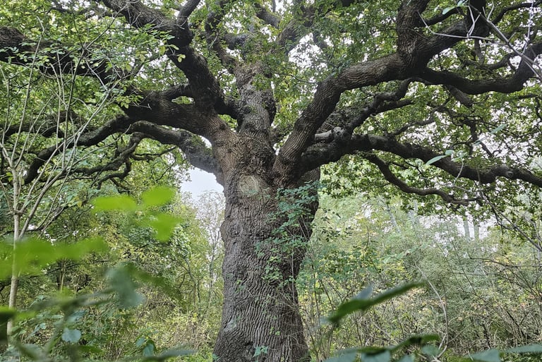 showing a large ancient tree within a woodland